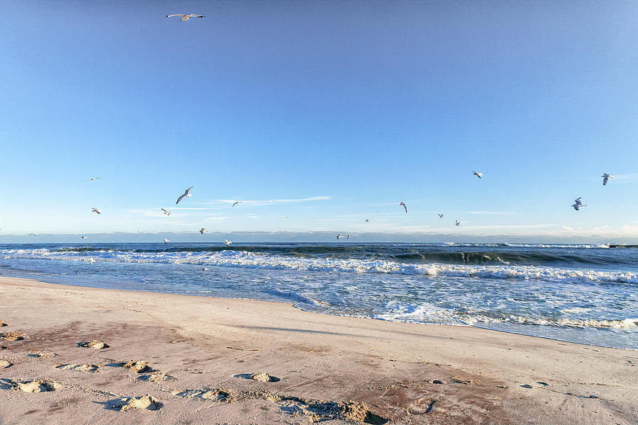 Seagulls Over The Beach Photograph by Sandi Kroll