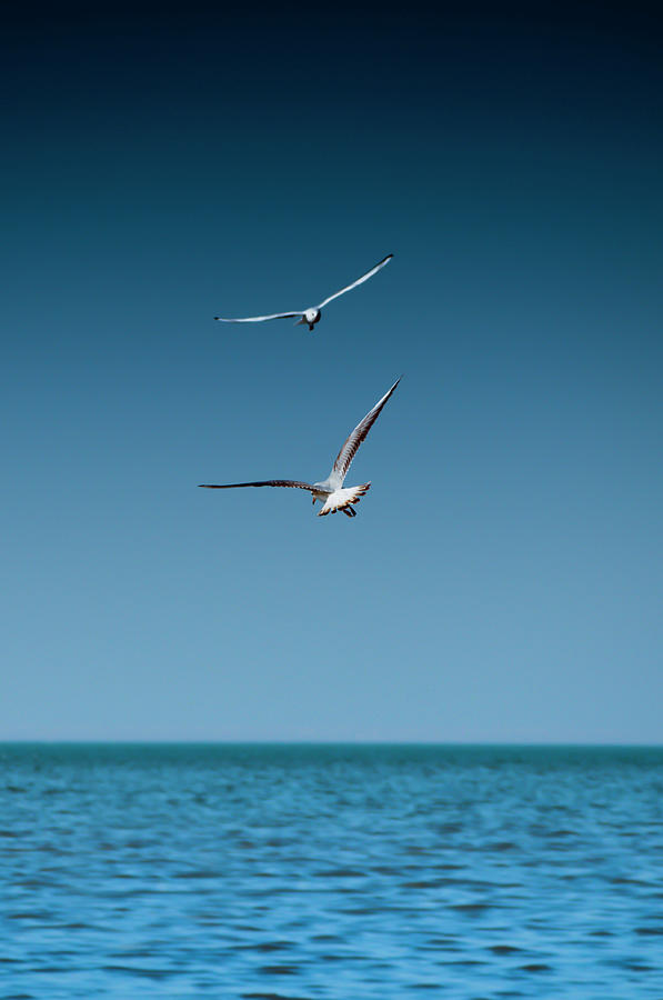 Seagulls Photograph by Shahbaz Hussains Photos