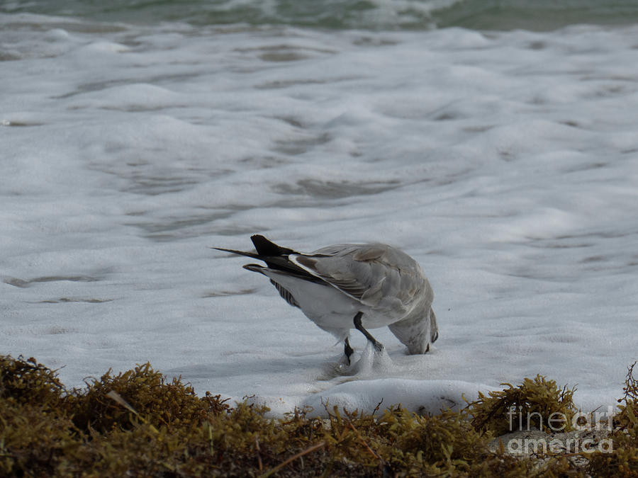 Laughing gull fishing for breakfast Photograph by Christy Garavetto