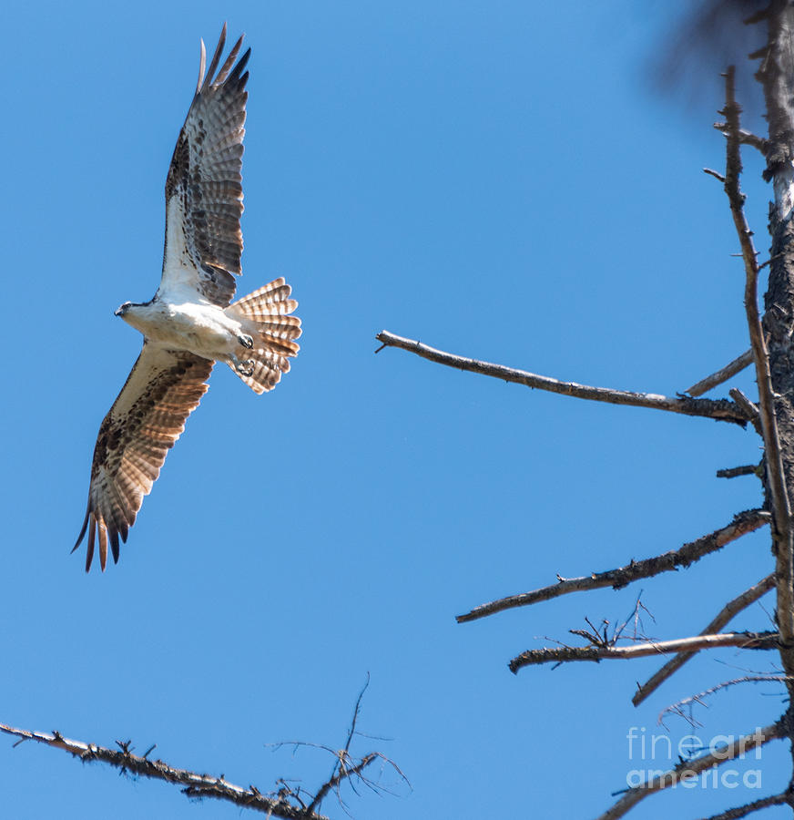 Hawk Photograph - Seahawk Takes Flight by Matthew Nelson
