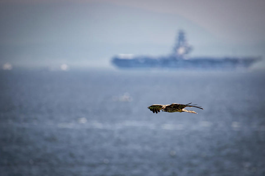 Seahawk Photograph by Bill Chizek