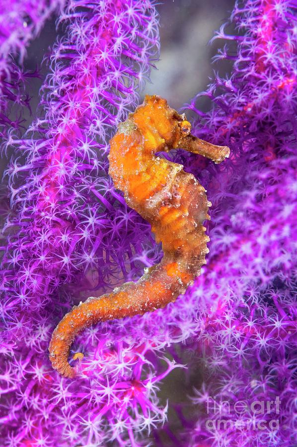 Seahorse Photograph - Seahorse by Georgette Douwma/science Photo Library