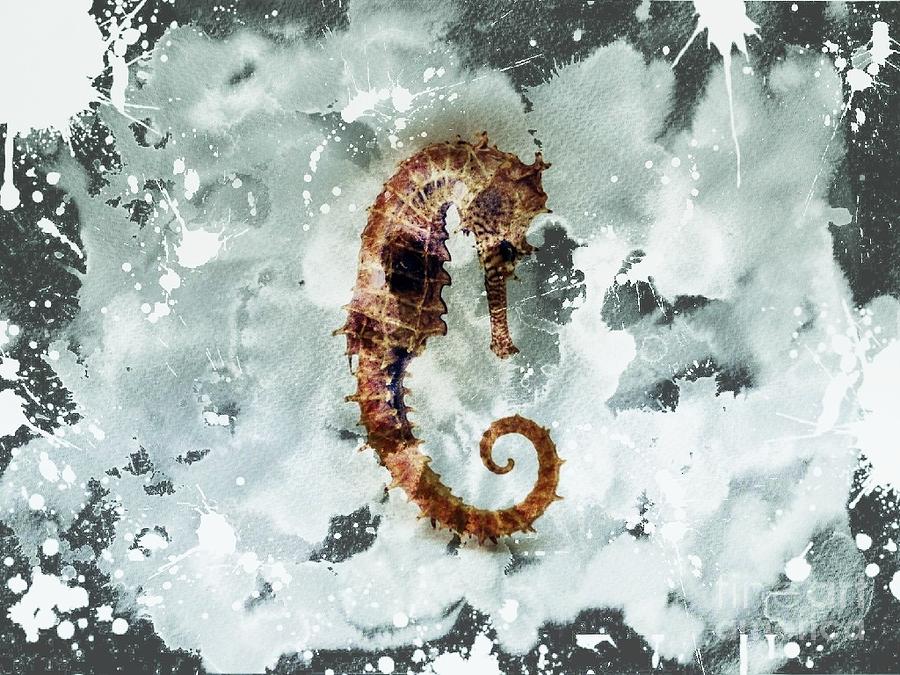 Seahorse Photograph - Seahorse by Gina Matarazzo Seahorse Photograph - Seahorse by Gina Matarazzo