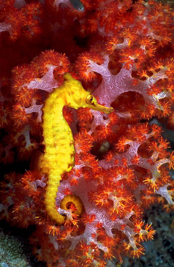 Seahorse Hippocampus Sp. Swimming On Photograph by Georgette Douwma Seahorse Hippocampus Sp. Swimming On Photograph by Georgette Douwma