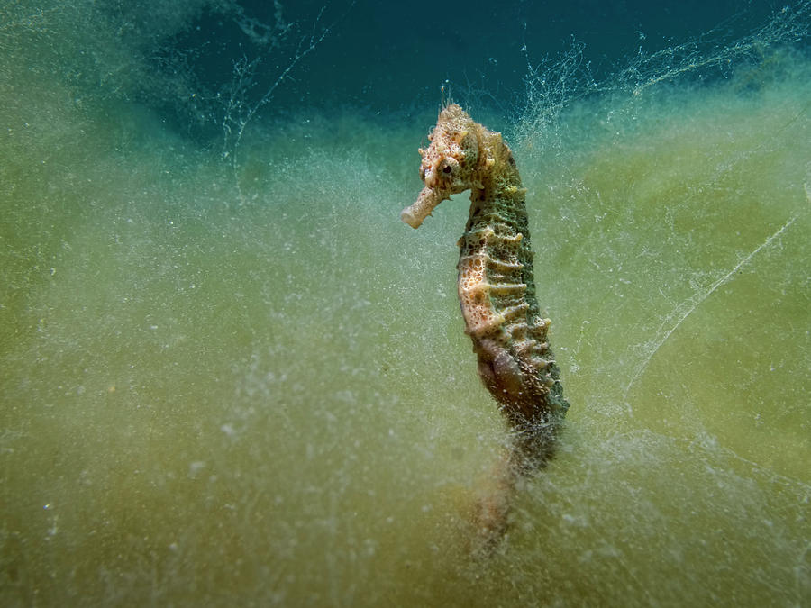 Seahorse In A Sea Of Seaweed Photograph by Dani Barchana