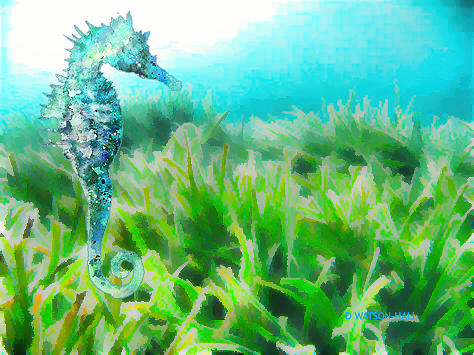 Seahorse Digital Art by Marlene Watson