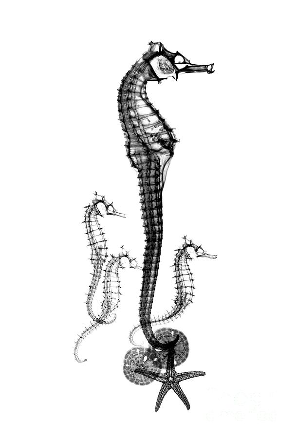 Seahorse Photograph - Seahorses by Albert Koetsier X-ray/science Photo Library