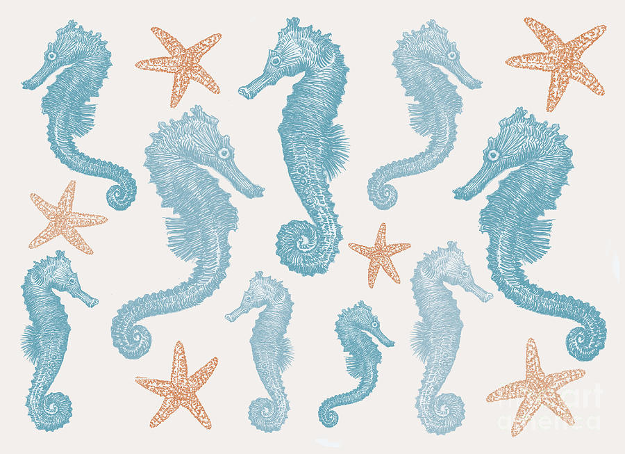 Seahorse Digital Art - Seahorse,s And Starfish by Sarah Hough