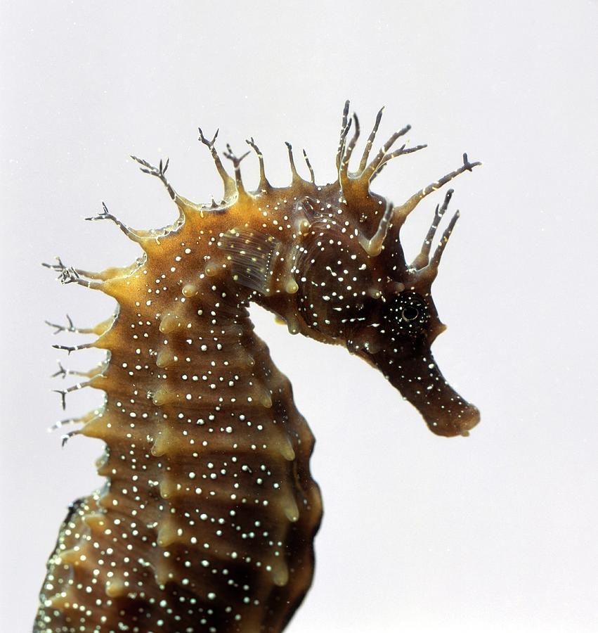 Seahorses Head In Profile Photograph by Frank Greenaway Seahorses Head In Profile Photograph by Frank Greenaway