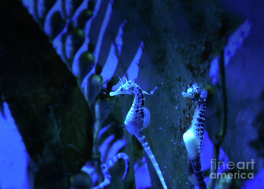 Seahorses In Blue Ocean Water Big Belly Seahorse Photograph by Luca Lorenzelli