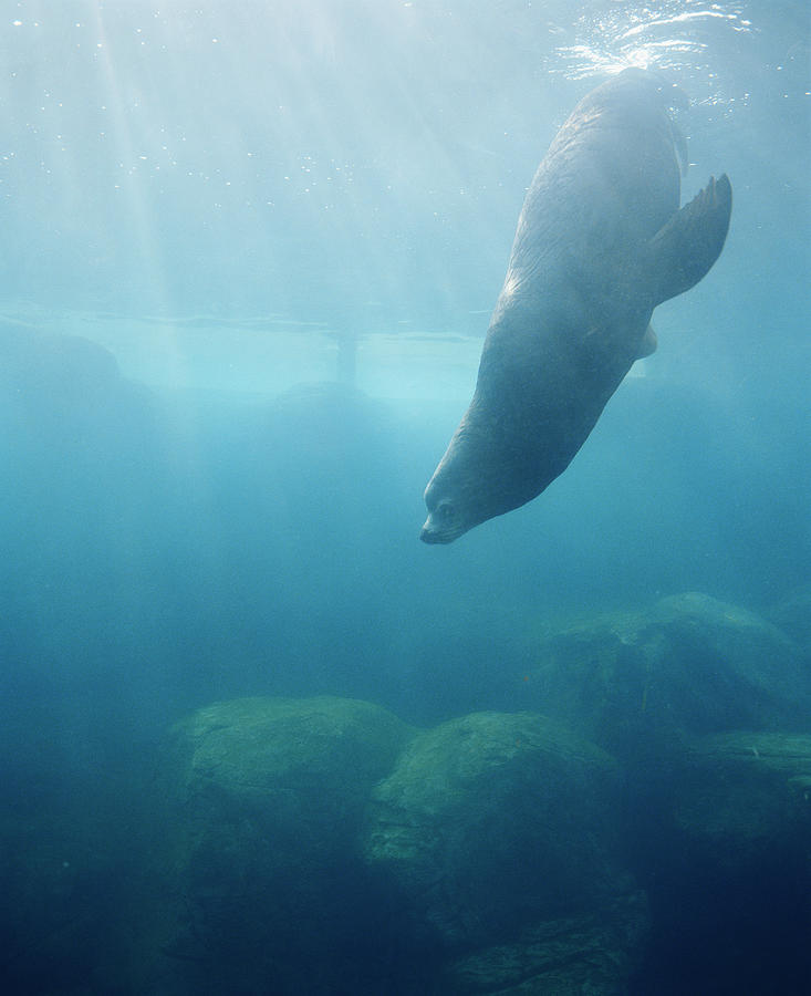 Seal At Aquarium Photograph by Lisa Romerein