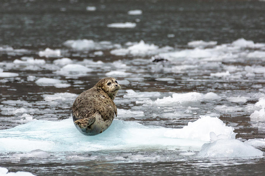 Seal on the ice  Photograph by Alex Mironyuk