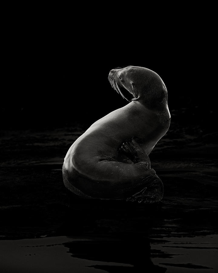 Animal Photograph - Seal Pose by Siyu And Wei Photography