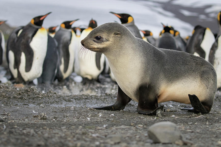 Seal Pup With King Penguins On Beach Photograph by Tom Norring Pixels