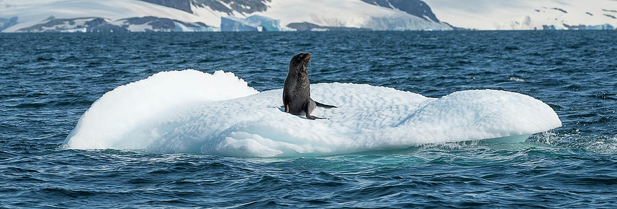 Seal Resting On Iceberg Floating Photograph by Panoramic Images - Fine ...