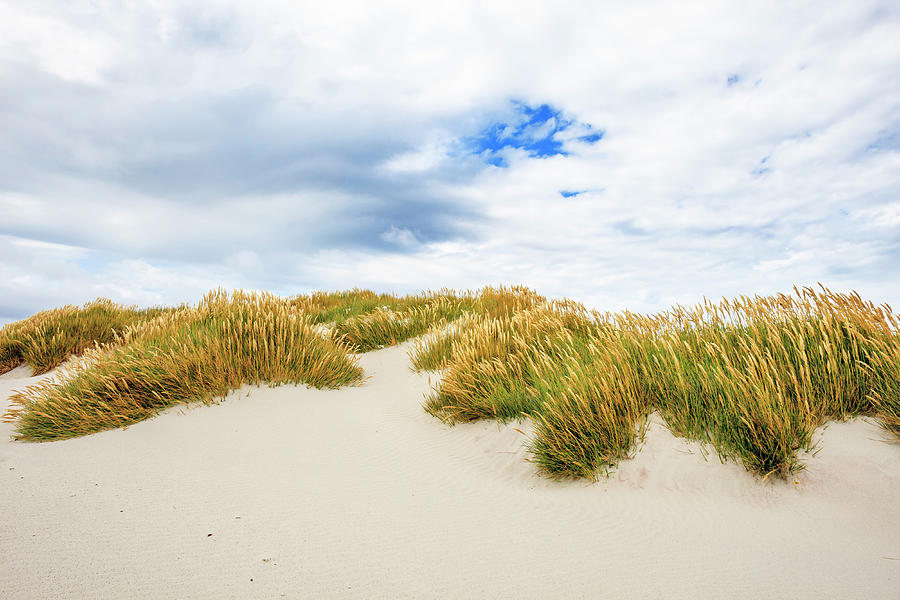 Sealion Island Dunes And Grass Photograph by Heike Odermatt