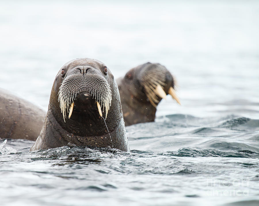 sealions on a shirt