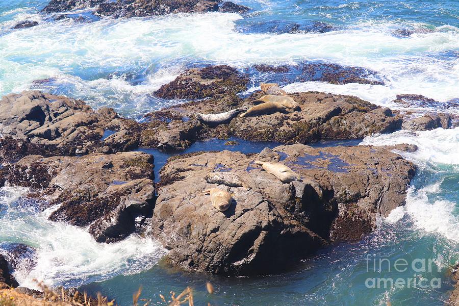 Seals Chillin by Cynthia Mask Seals Chillin by Cynthia Mask