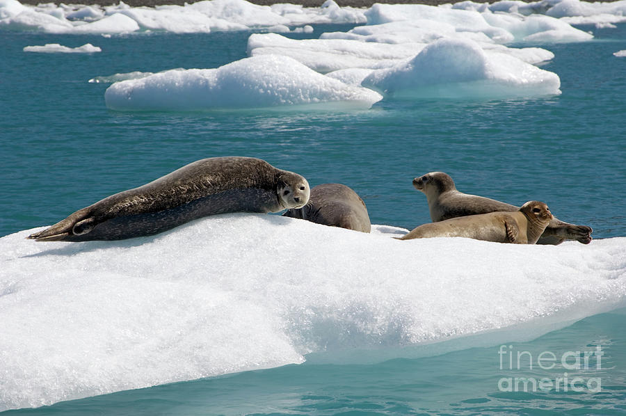 Seals Resting On Icebergs Photograph by Daniel Sambraus/science Photo Library