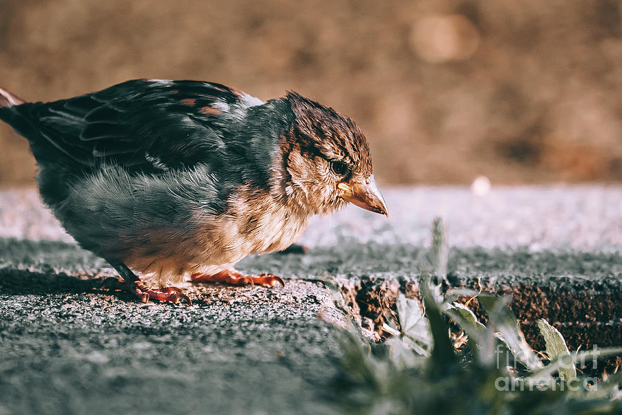Searchin Sparrow Photograph Photograph by Stephen Geisel