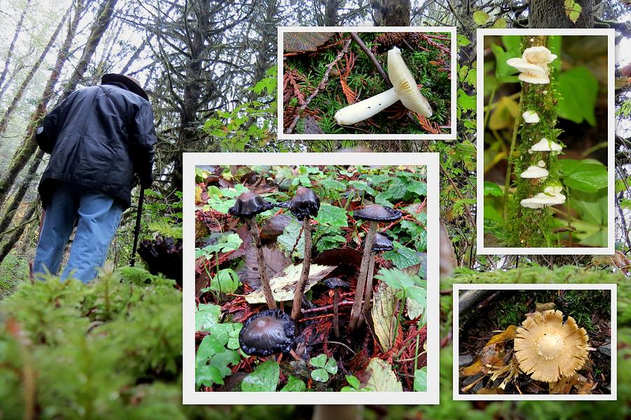 Searching For Mushrooms Collage Photograph by Linda Vanoudenhaegen