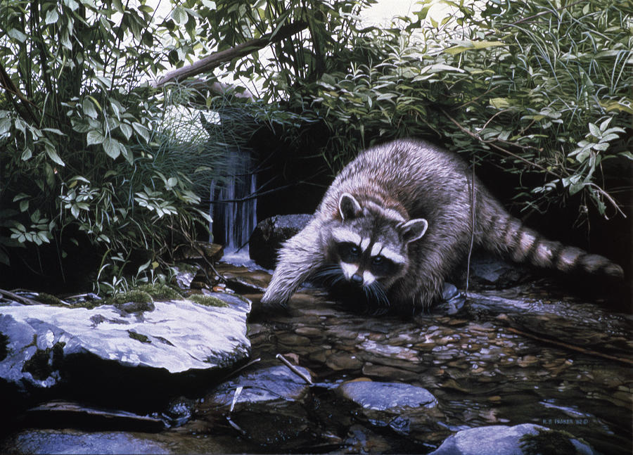 Searching The Stream- Racoon Painting by Ron Parker