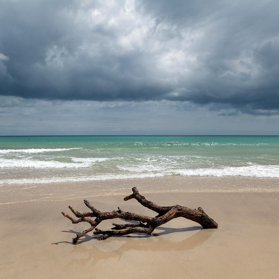 Seascape With A Dead Tree On The Shore Photograph by Julio Lopez Saguar