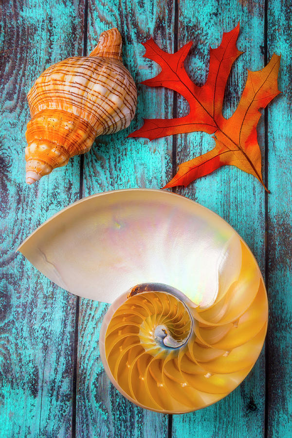 Seashell And Autumn Leaf Photograph by Garry Gay
