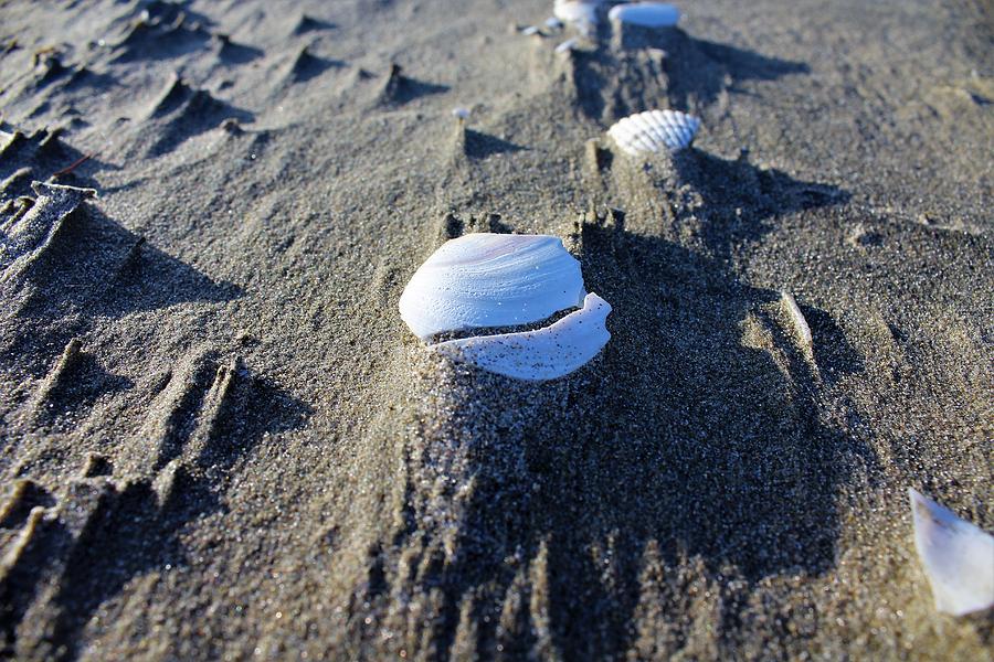 Seashell And Shadows Photograph by Britton Hall - Fine Art America