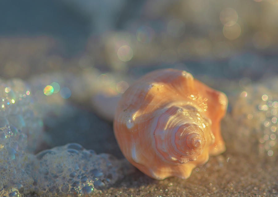 Seashell and Water Bubbles Photograph by Lori Rowland