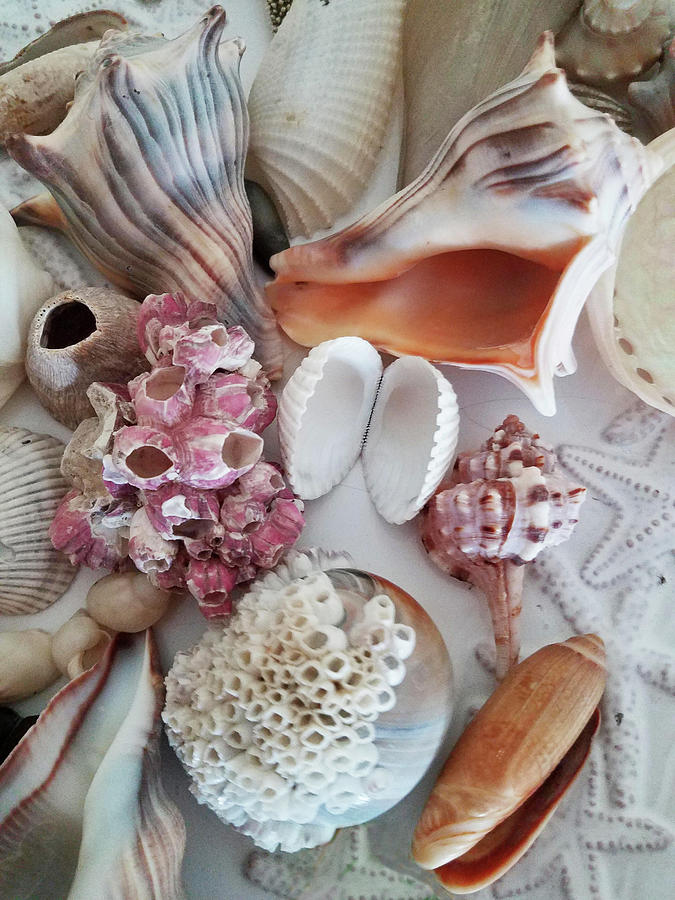 Seashell Assortment III Photograph by Sharon Williams Eng