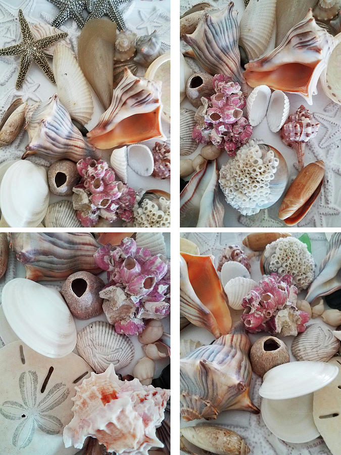 Seashell Assortment Quadriptych Photograph by Sharon Williams Eng
