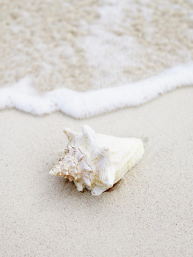 Seashell At Waters Edge On Tropical Photograph by Thomas Barwick