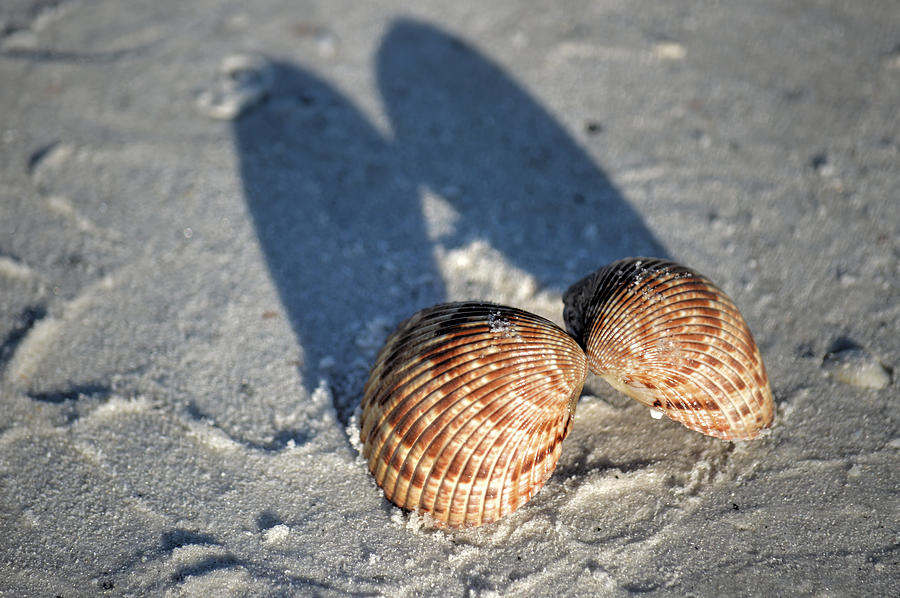 Seashell By The Seashore Photograph by Debra Kewley