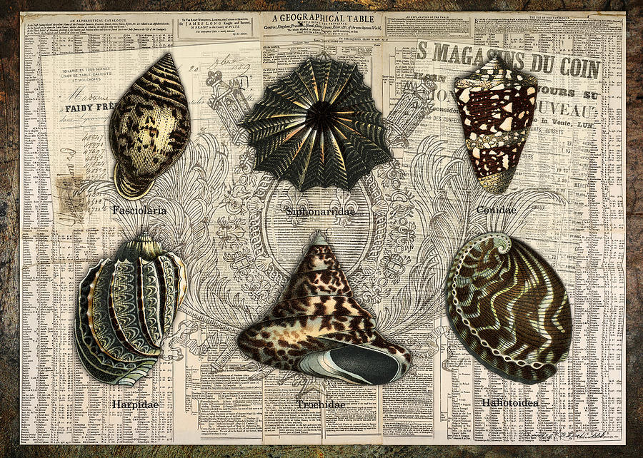 Seashell Collection One Digital Art by Terry Kirkland Cook