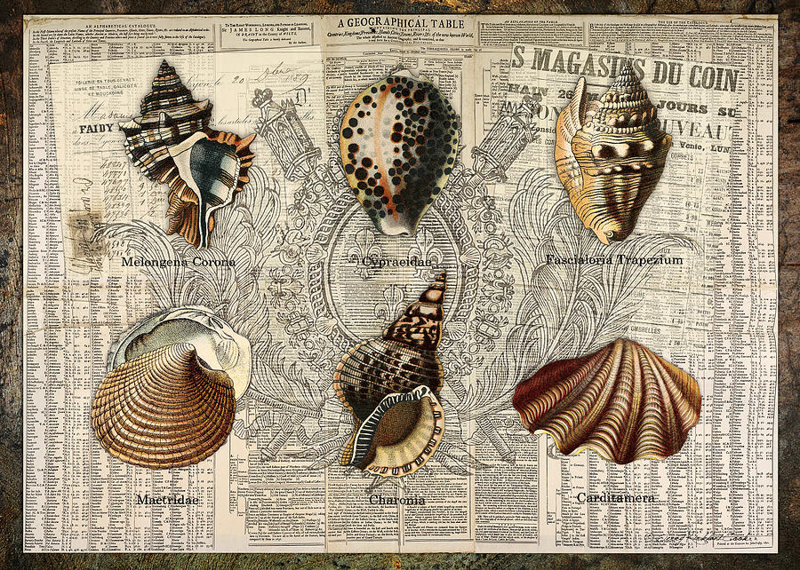Seashell Collection Two Digital Art by Terry Kirkland Cook