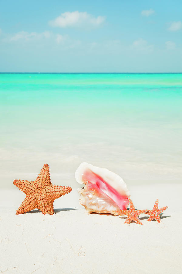 Seashell Family On Summer Vacation In Photograph by Yinyang