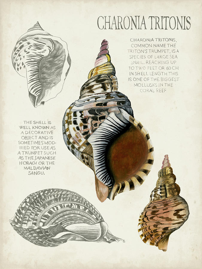 Shell Painting - Seashell Field Notes I by Naomi Mccavitt