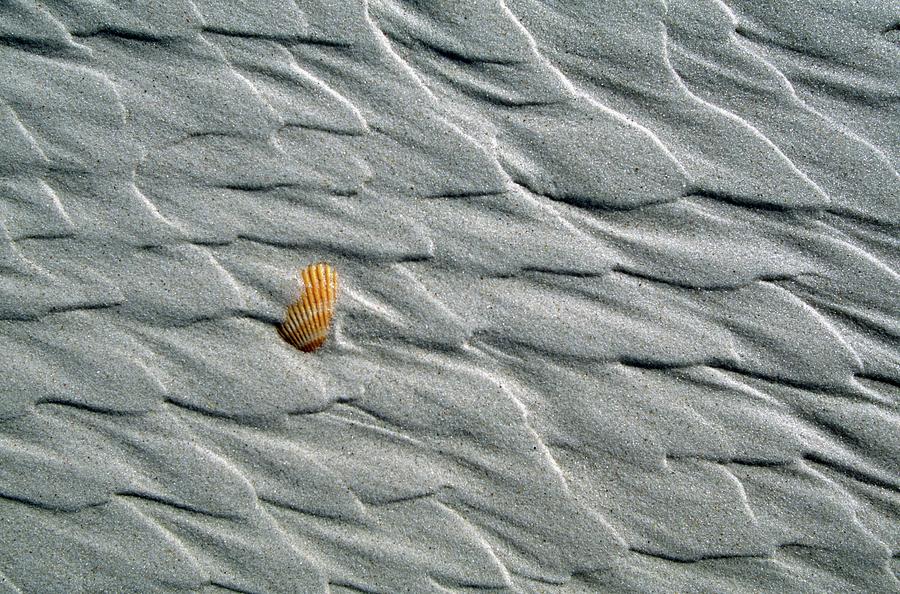 Seashell Imbeded In Beach Sand Is Photograph by Design Pics / David Ponton
