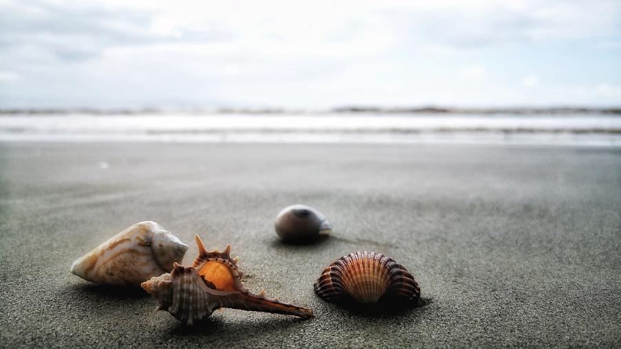 Seashell Photograph by Kobbie Pessach