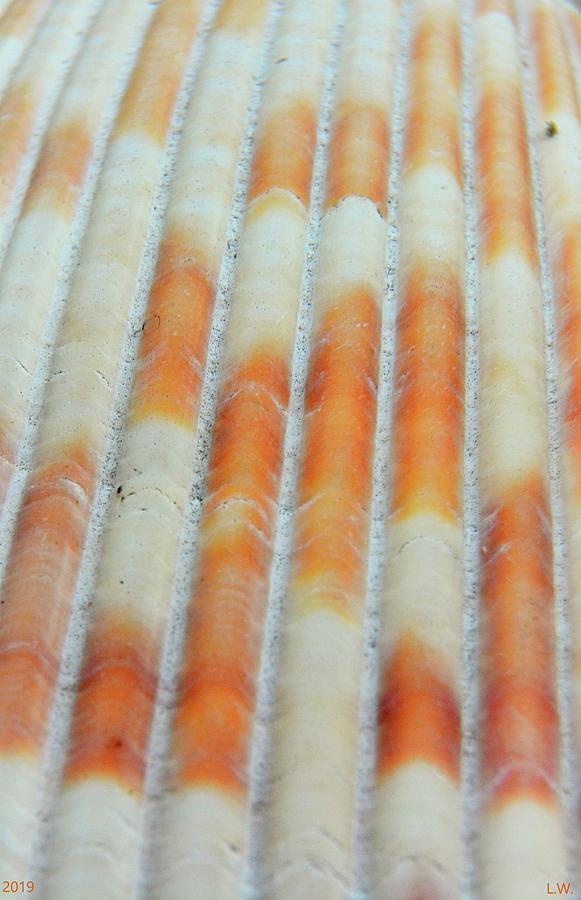Seashell Macro Vertical by Lisa Wooten Seashell Macro Vertical by Lisa Wooten