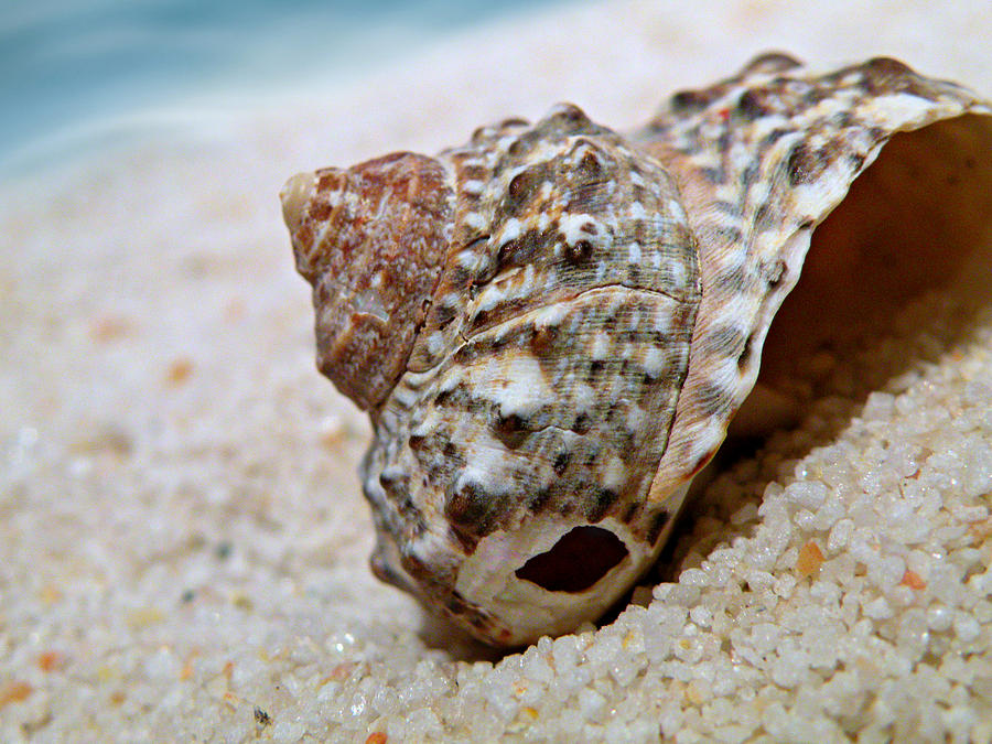 Seashell Photograph by Micki Findlay
