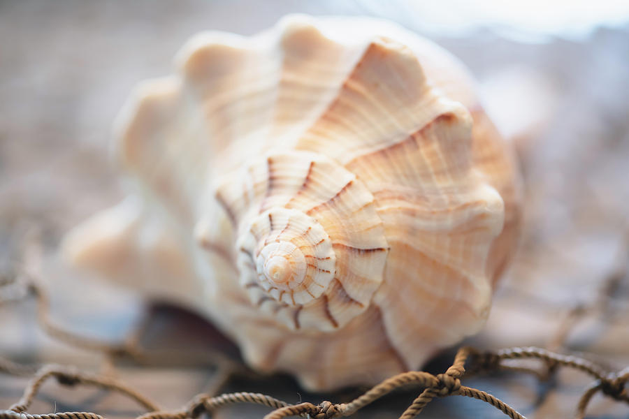 Seashell on Fishing Net Photograph by Lori Rowland