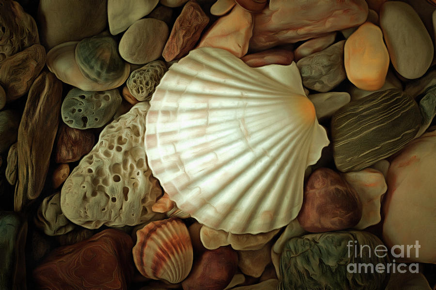 Seashell on sea pebbles Digital Art by Michal Boubin