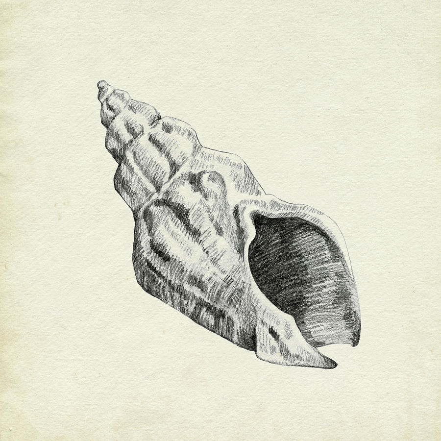 Seashell Pencil Sketch II Painting by Emma Caroline - Fine Art America