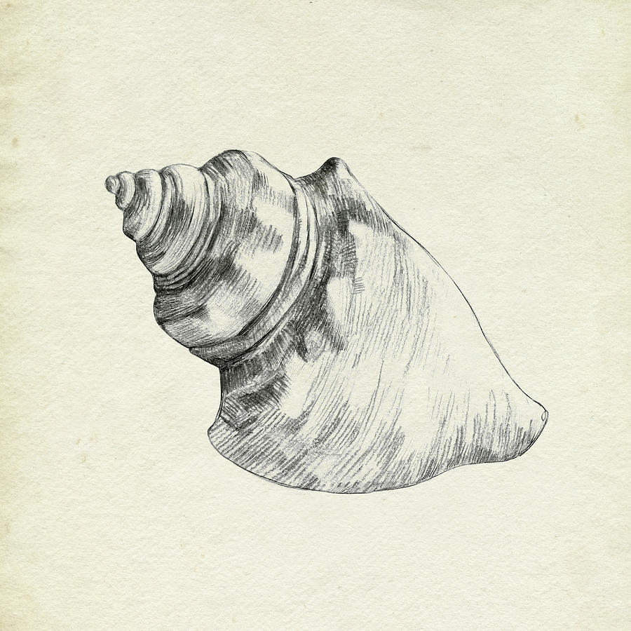 Seashell Pencil Sketch Iv Painting by Emma Caroline - Fine Art America