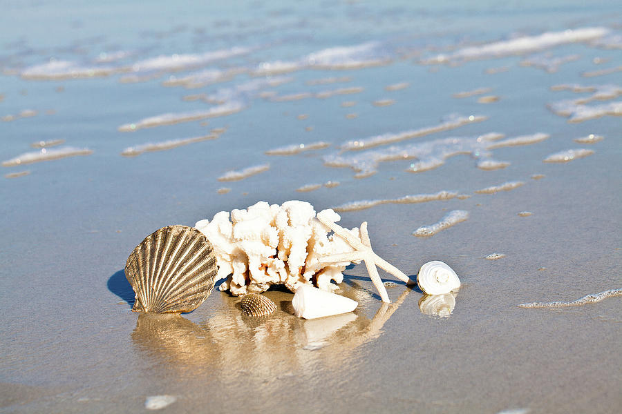 Shell Photograph - Seashell Reflection by Susan Bryant