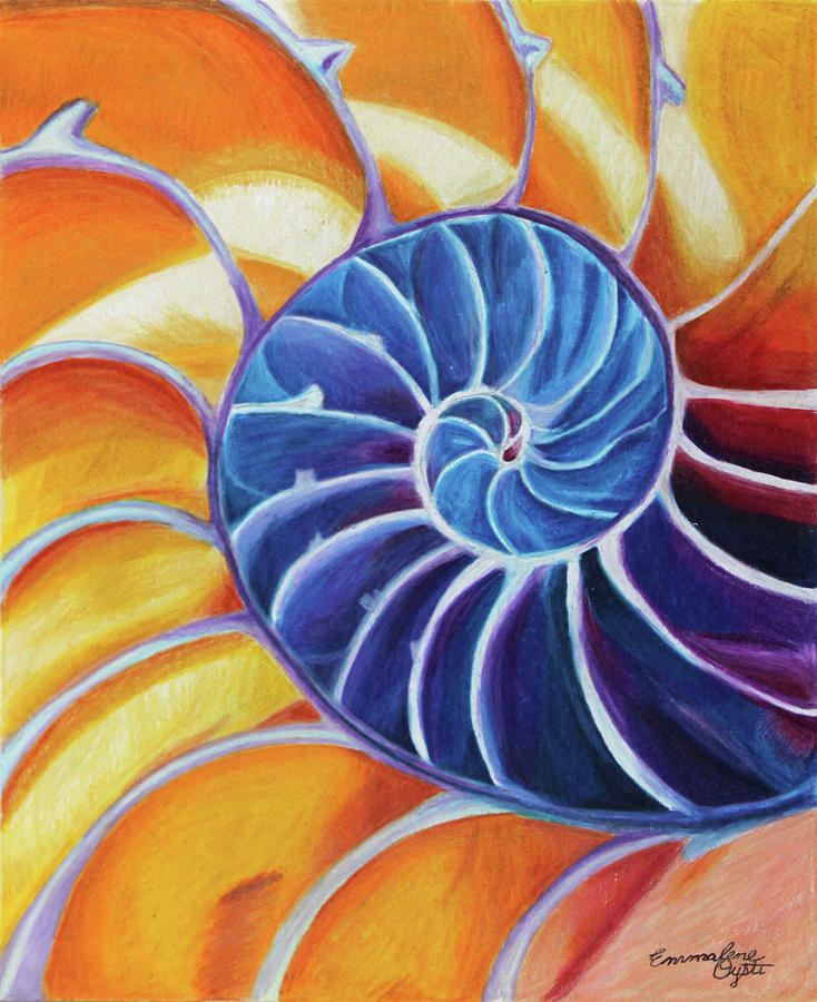 Seashell Spiral Drawing by Emmalene Oysti - Pixels