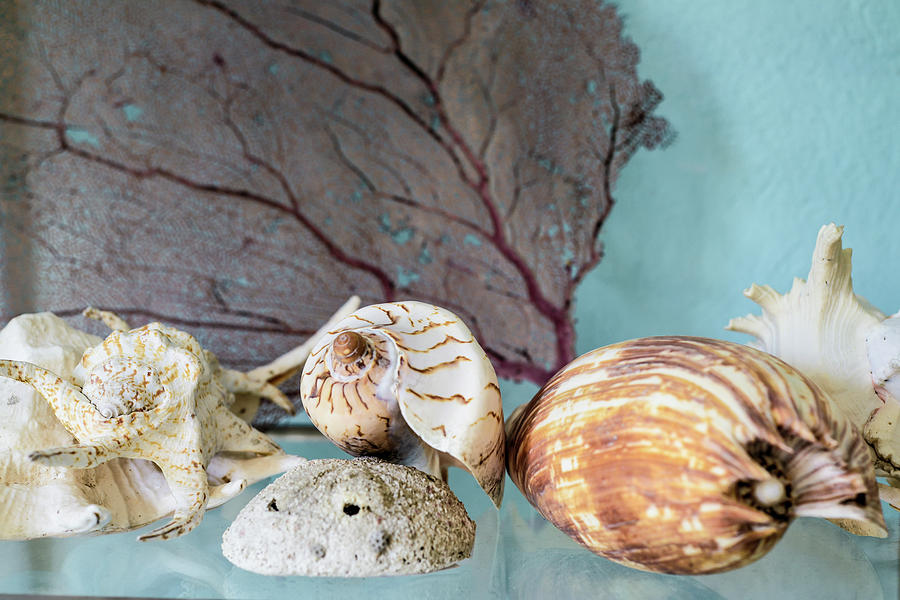 Seashell Still Life Photograph by Teresa Hughes
