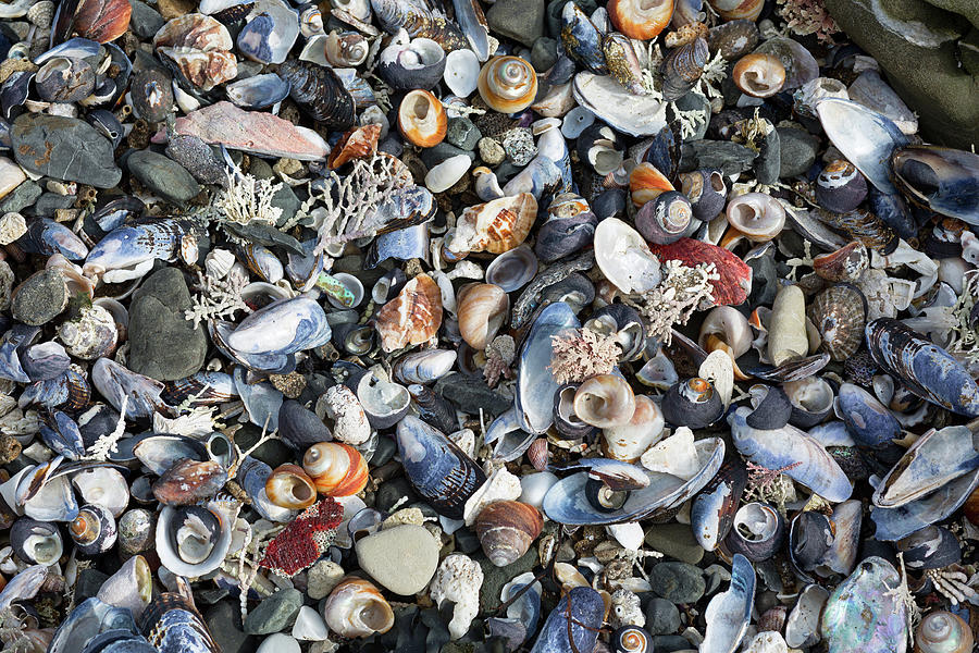 Seashell Trove Photograph